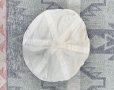 画像5: USNA (U.S. Naval Academy) Plebes Trim Hat